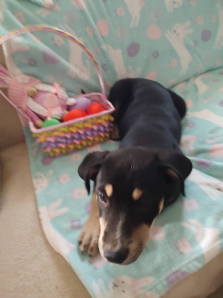 Sasha, Adoptable, Puppy Female Shepherd.