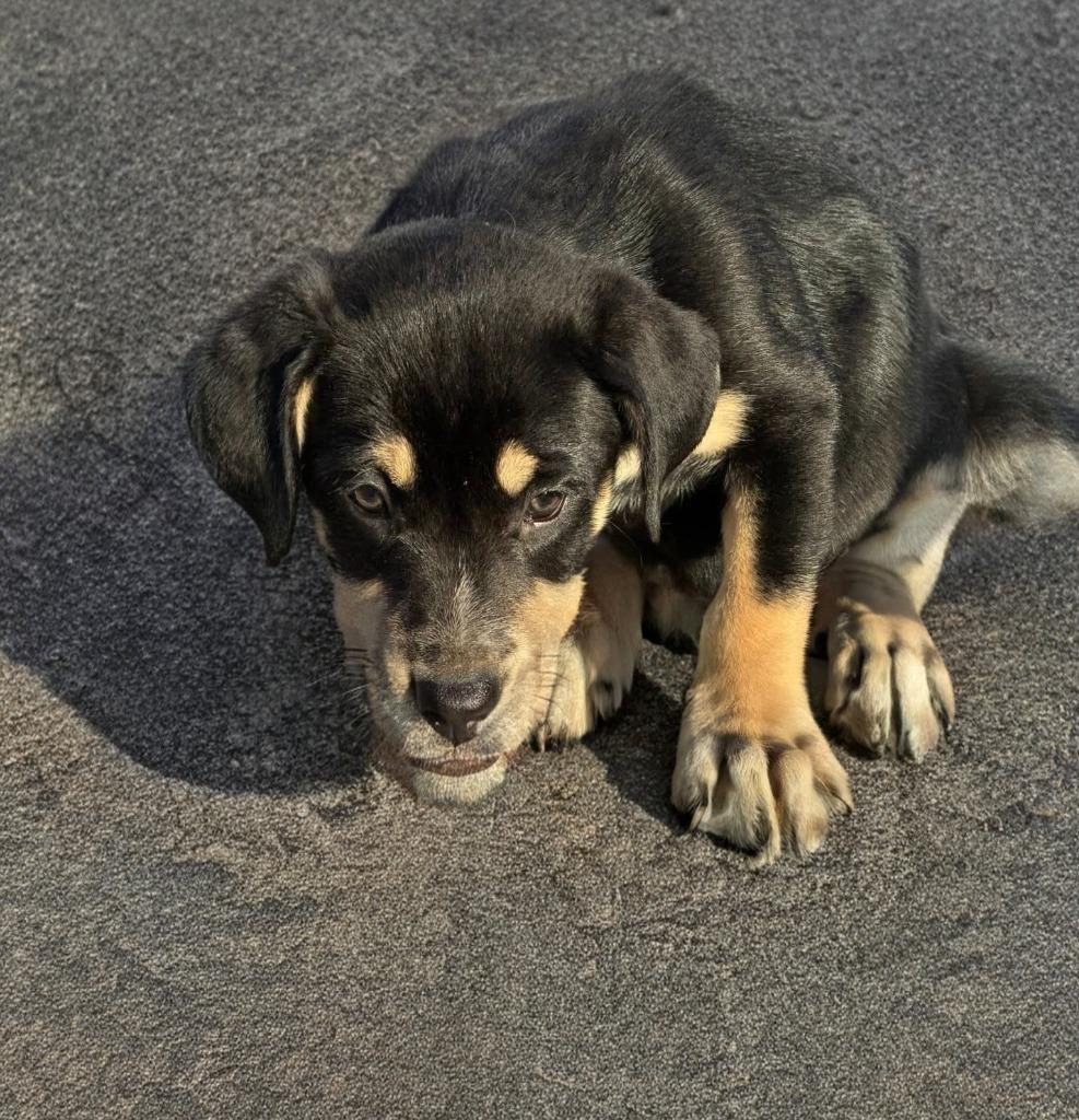 Enlarge Sasha, a Adoptable mixed breed in Mesa, AZ image 2/2