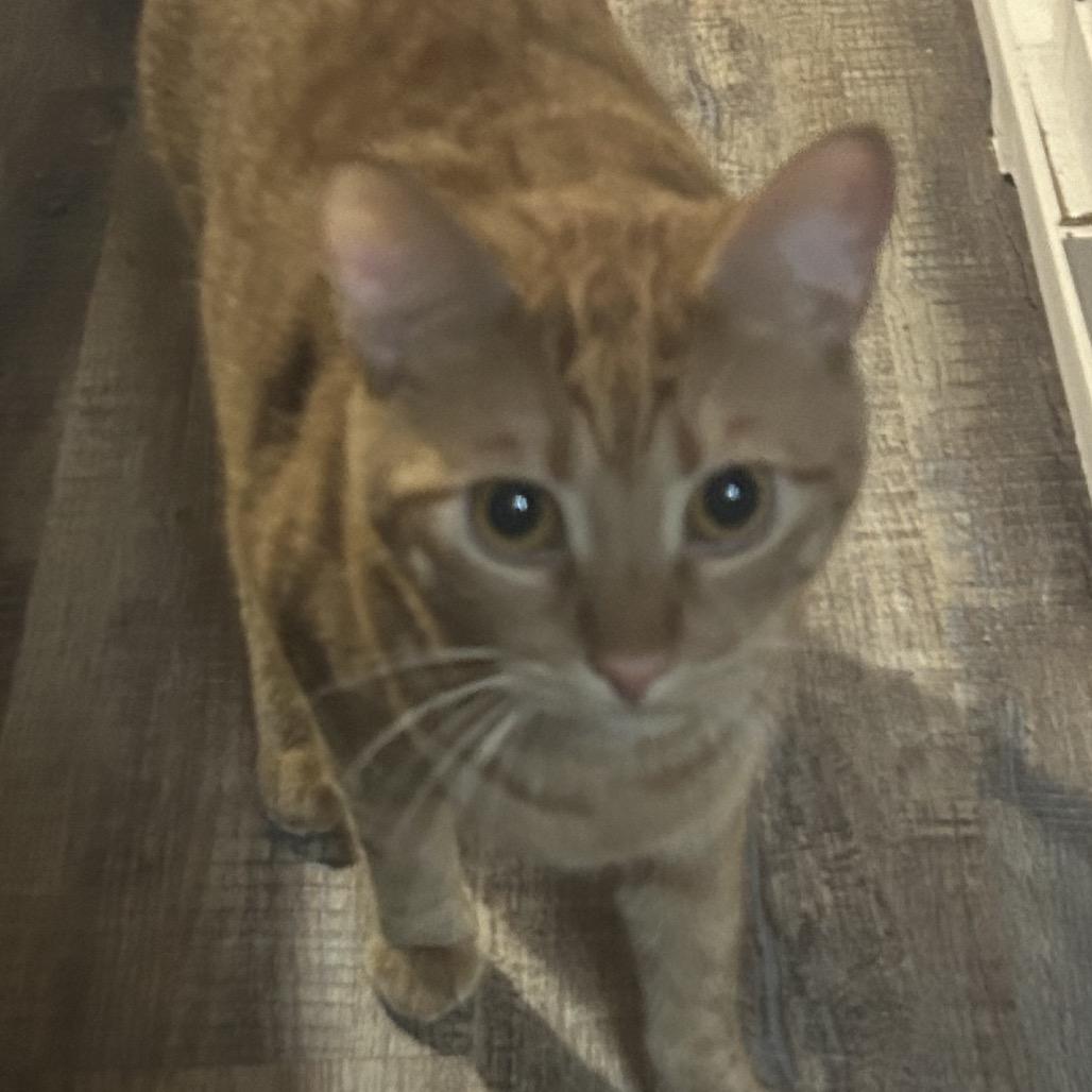 Ginger, Adoptable, Young Male Domestic Short Hair.