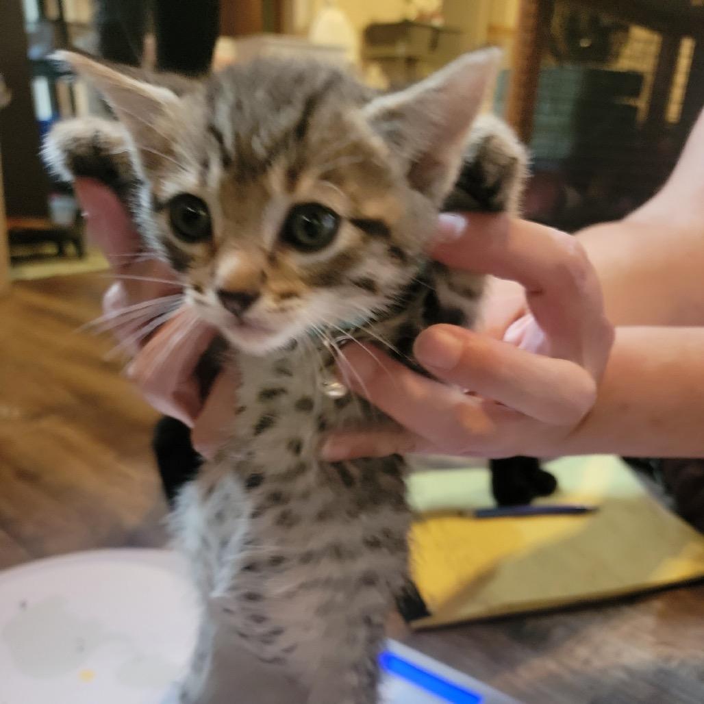 Enlarge Ginger, a Adoptable Domestic Short Hair in Veneta, OR image 2/2