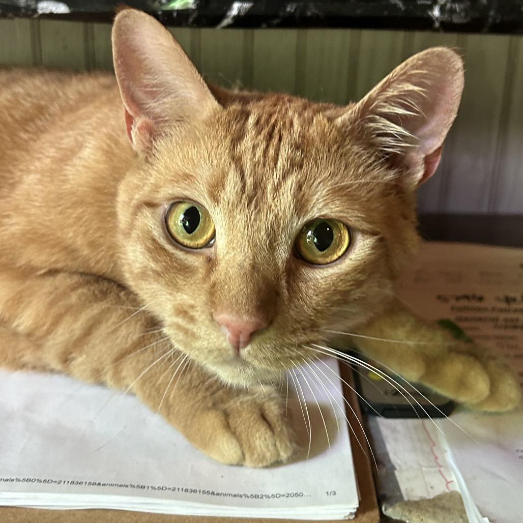 Enlarge Ginger, a Adoptable Domestic Short Hair in Veneta, OR image 2/2