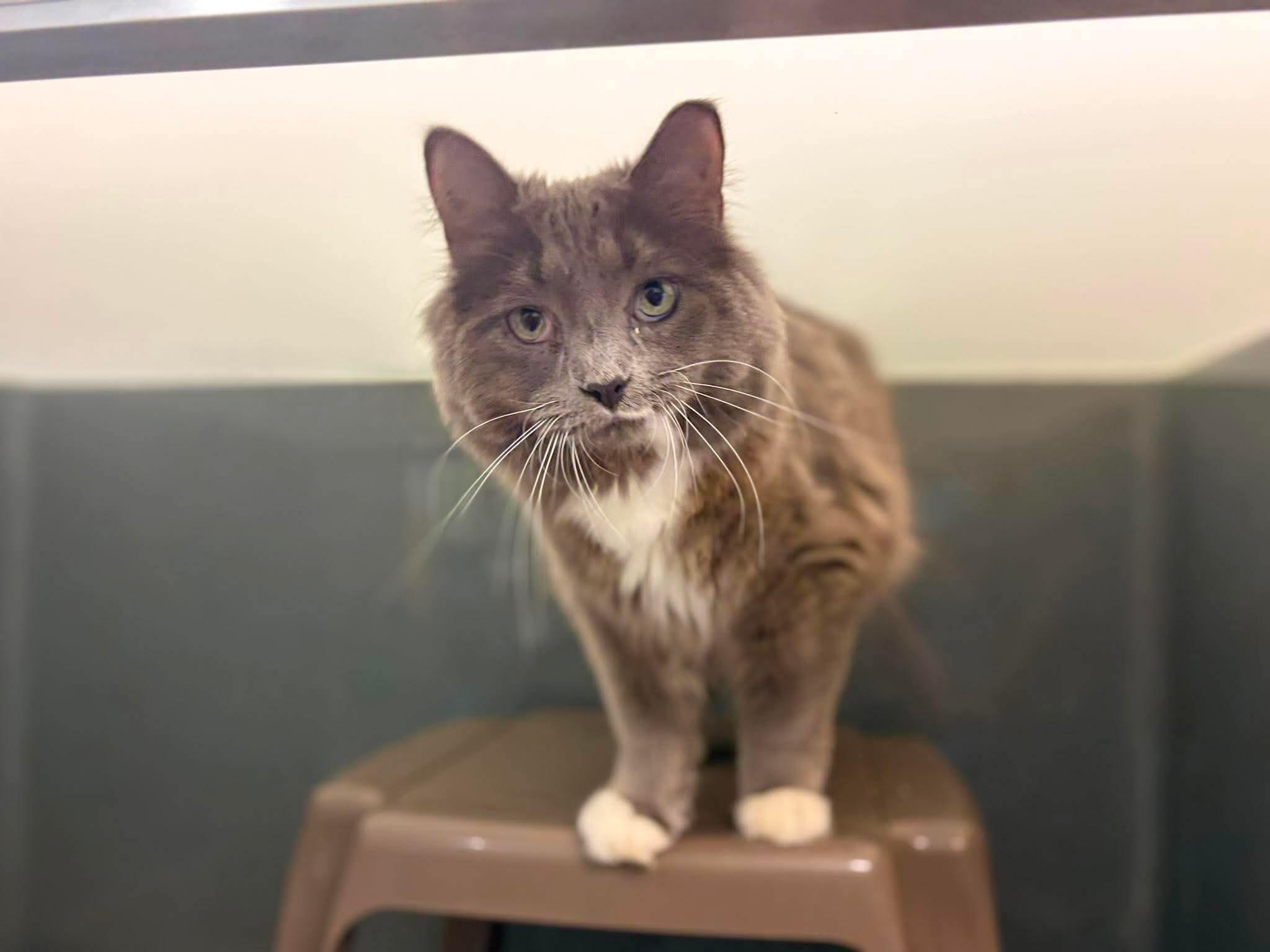 Bebe, a ADOPTABLE Domestic Long Hair in Paris, ME image 2/2