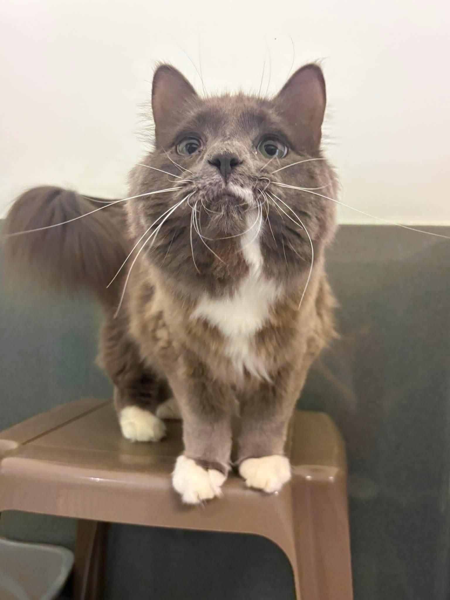Bebe, ADOPTABLE, Young Female Domestic Long Hair.