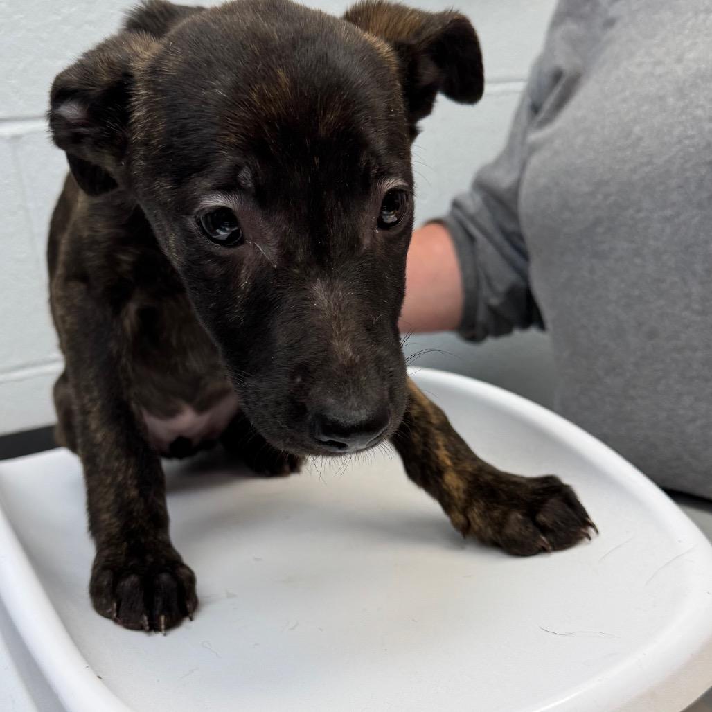 Enlarge Becca, a Adoptable mixed breed in Parkersburg, WV image 1/3