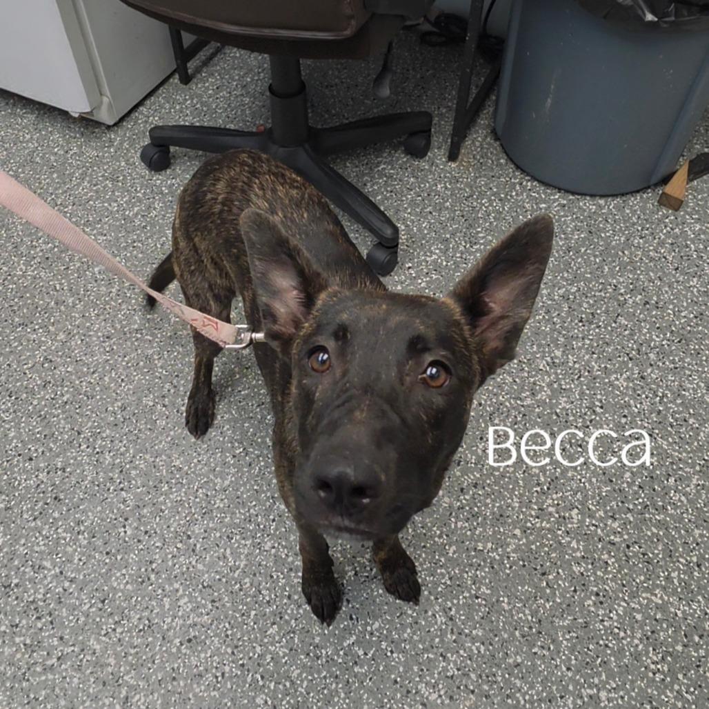 Enlarge Becca, a Adoptable mixed breed in Parkersburg, WV image 2/3
