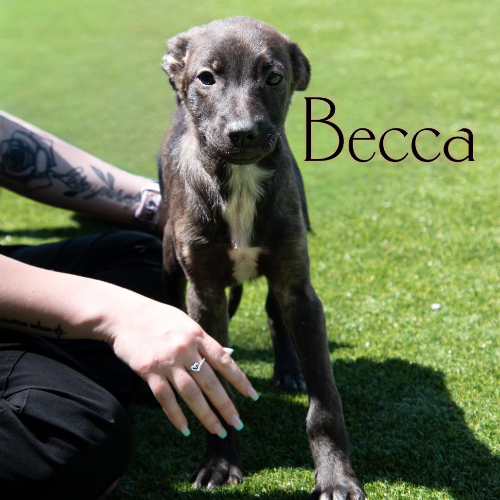 Enlarge Becca, a Adoptable mixed breed in Parkersburg, WV image 3/3