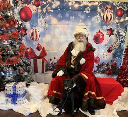 Nugget, Adoptable, Adult Male Retriever & Mixed Breed.