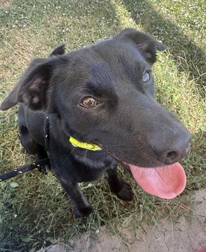 Nugget, Adoptable, Adult Male Retriever & Mixed Breed.