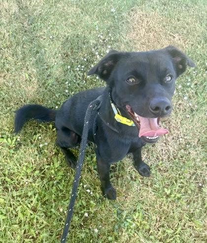 Enlarge Nugget, a Adoptable mixed breed in Lewisville, TX image 3/3