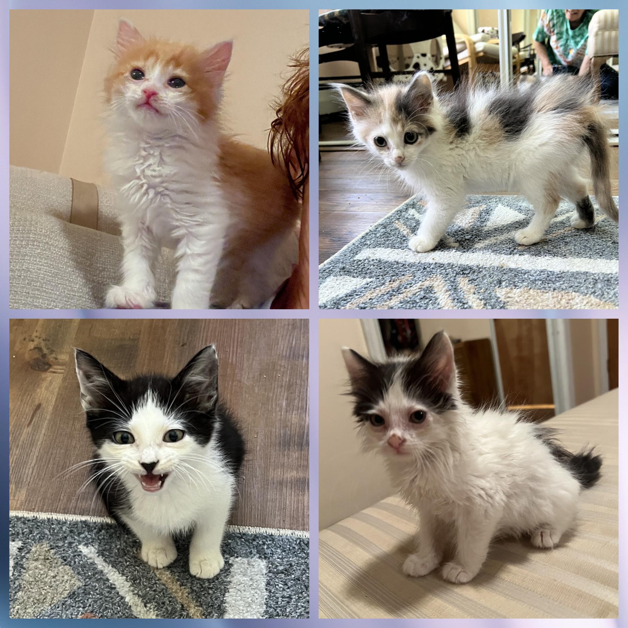 Enlarge Alpine, Alamo, Madison & Ritzy, an adopted mixed breed in Closter, NJ image 1/5