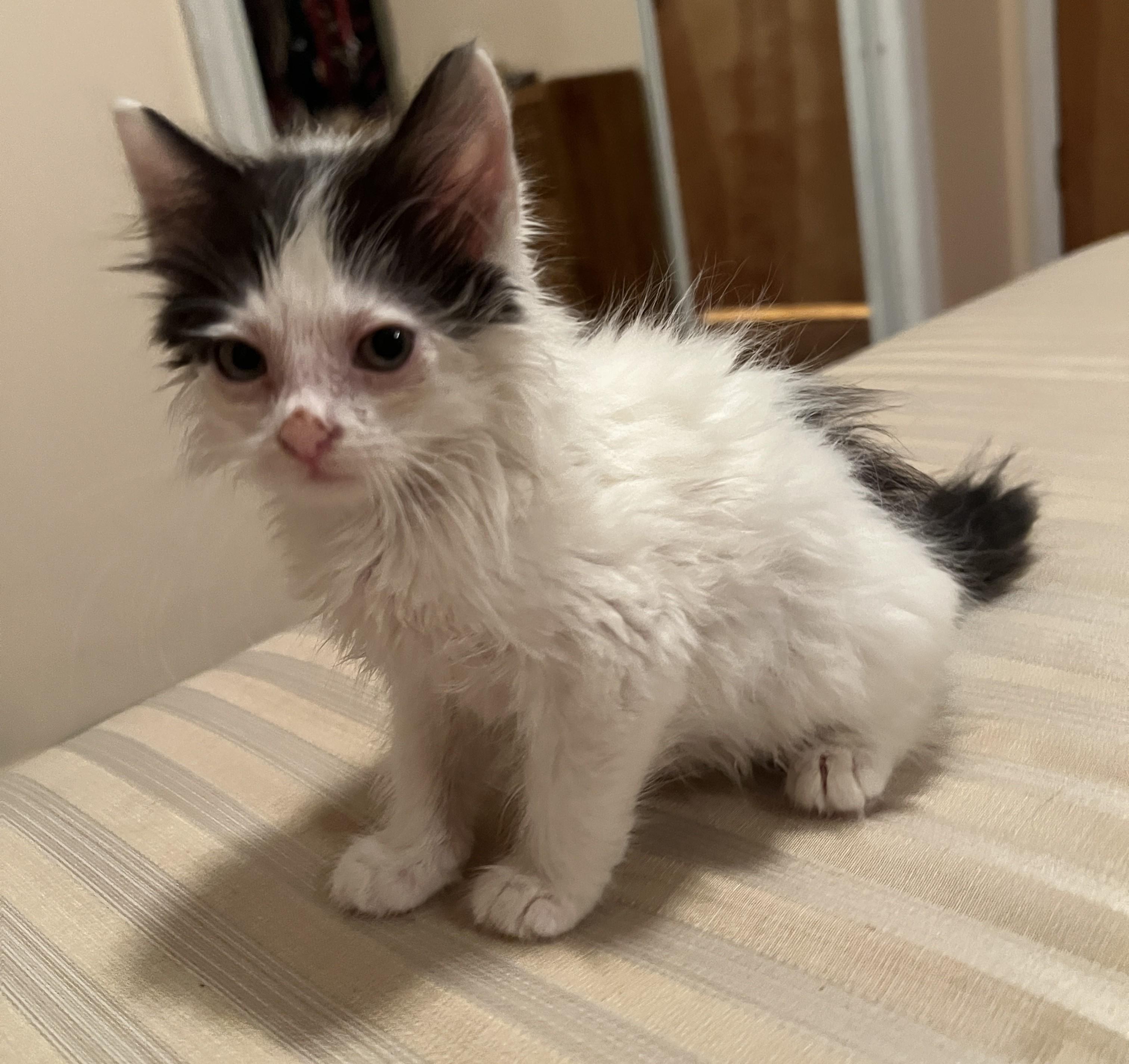 Enlarge Alpine, Alamo, Madison & Ritzy, an adopted mixed breed in Closter, NJ image 4/5