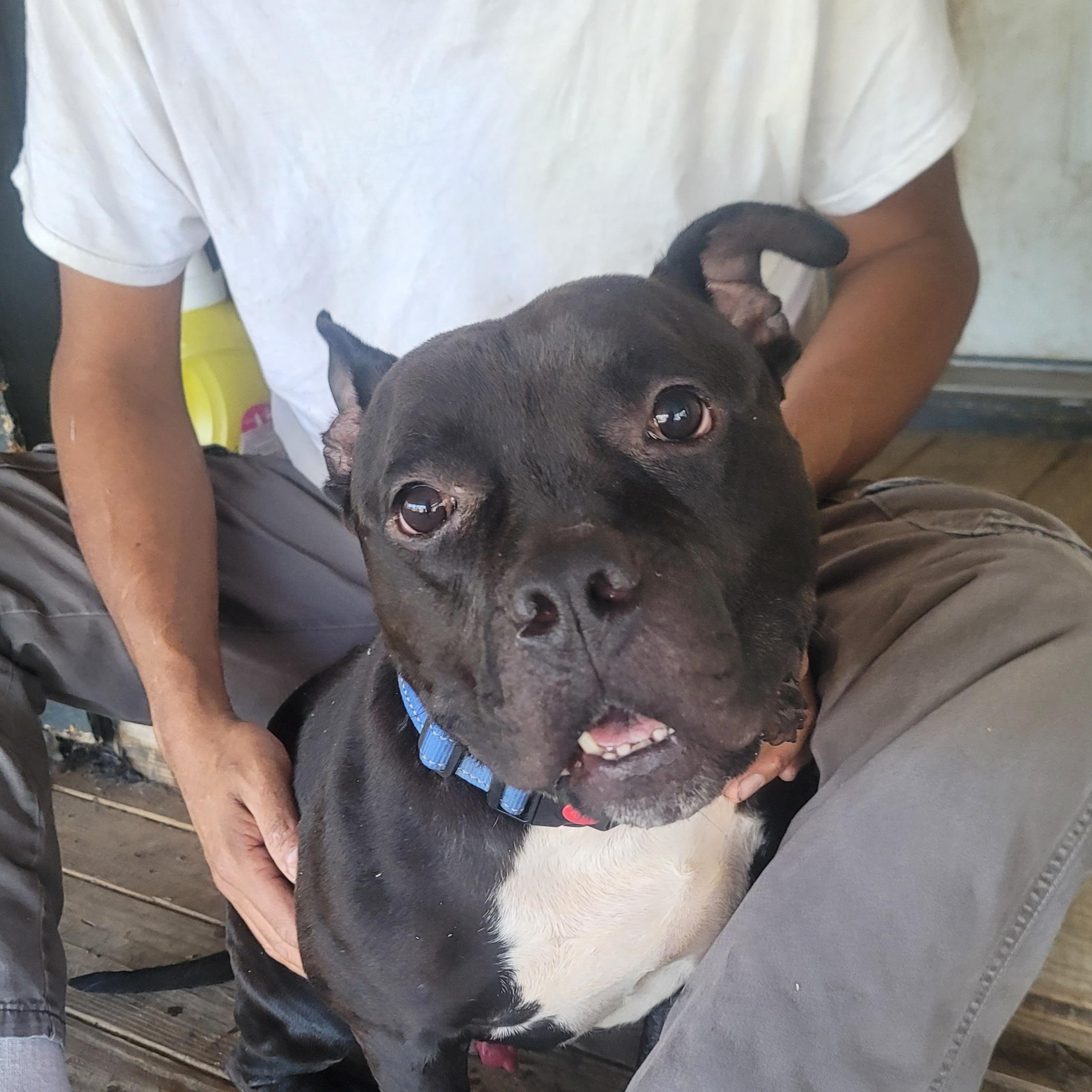 Enlarge Cabezon, a Adoptable American Bully in HARRISBURG , PA image 1/7