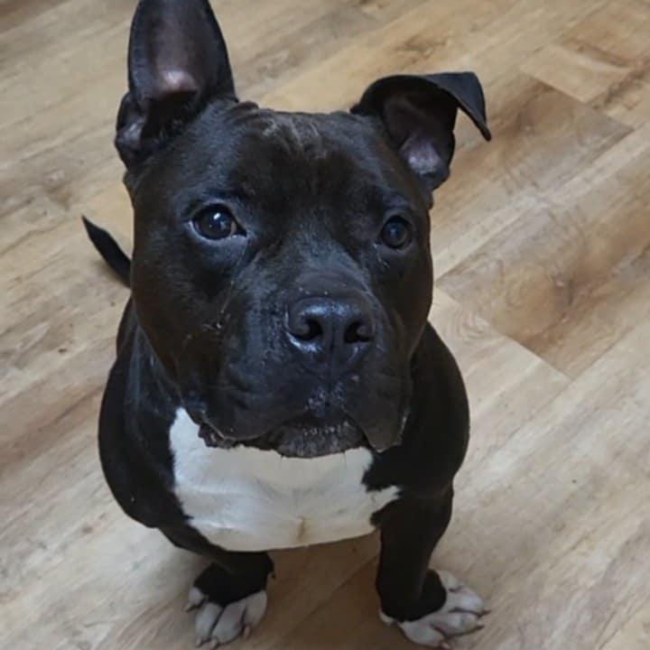 Enlarge Cabezon, a Adoptable American Bully in HARRISBURG , PA image 2/7