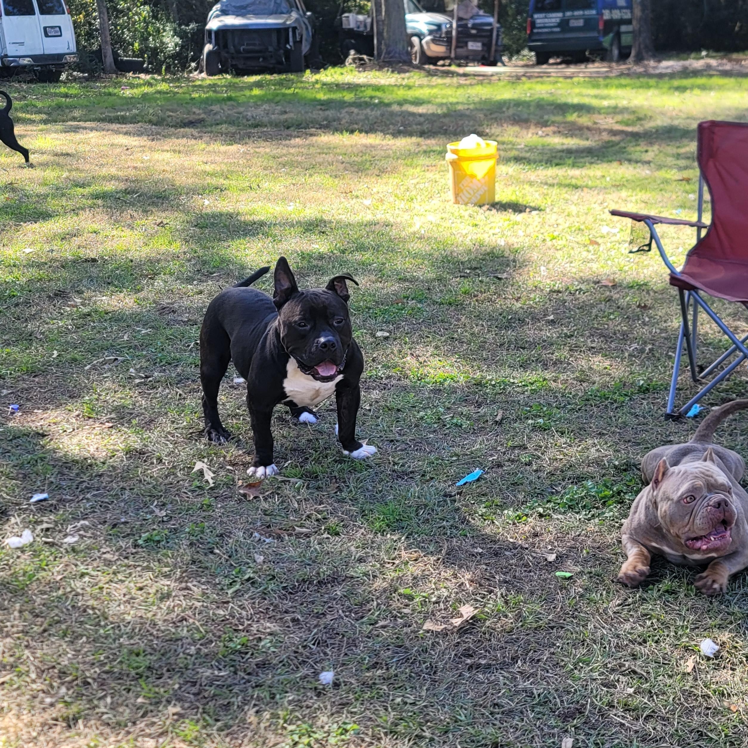 Enlarge Cabezon, a Adoptable American Bully in HARRISBURG , PA image 6/7