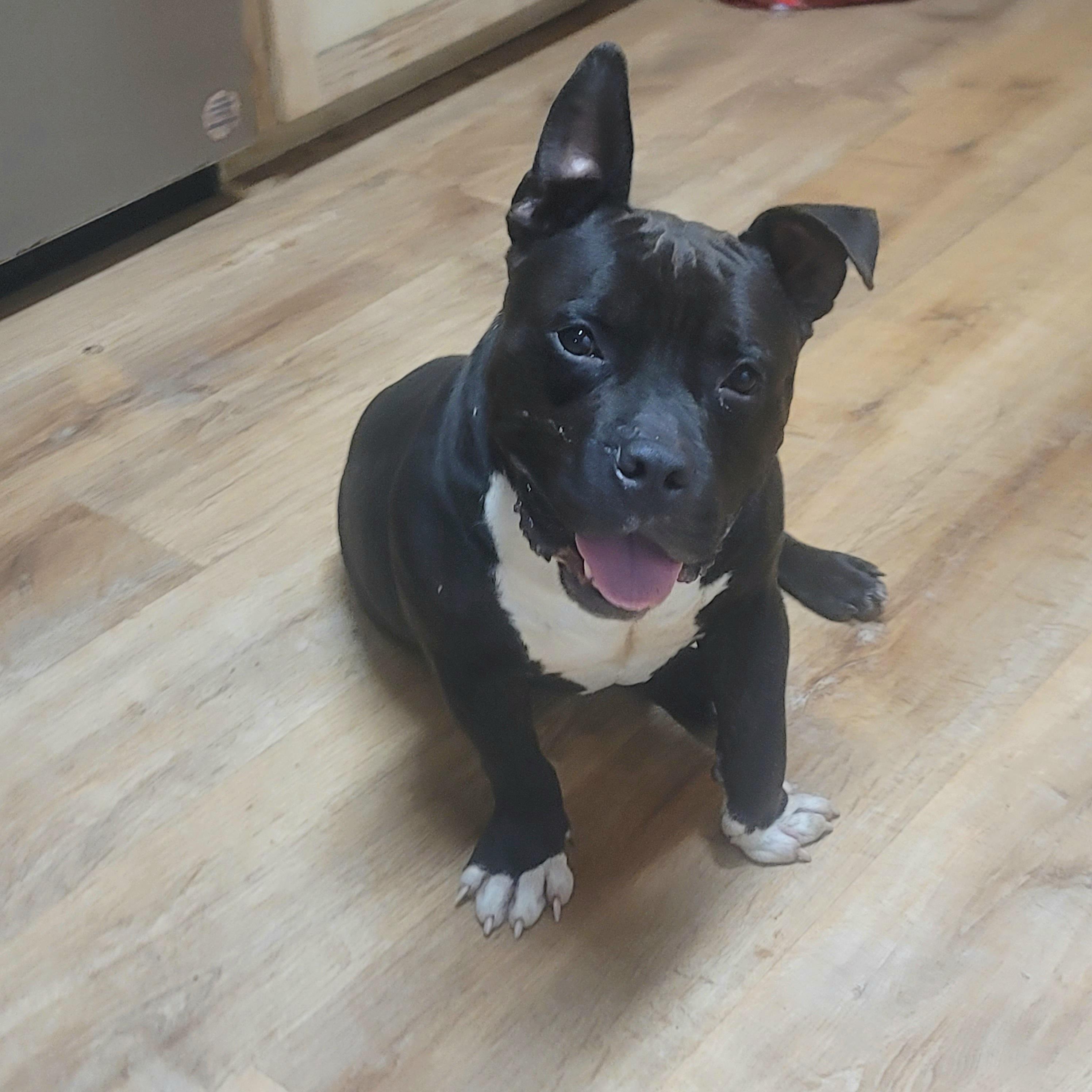 Enlarge Cabezon, a Adoptable American Bully in HARRISBURG , PA image 4/7