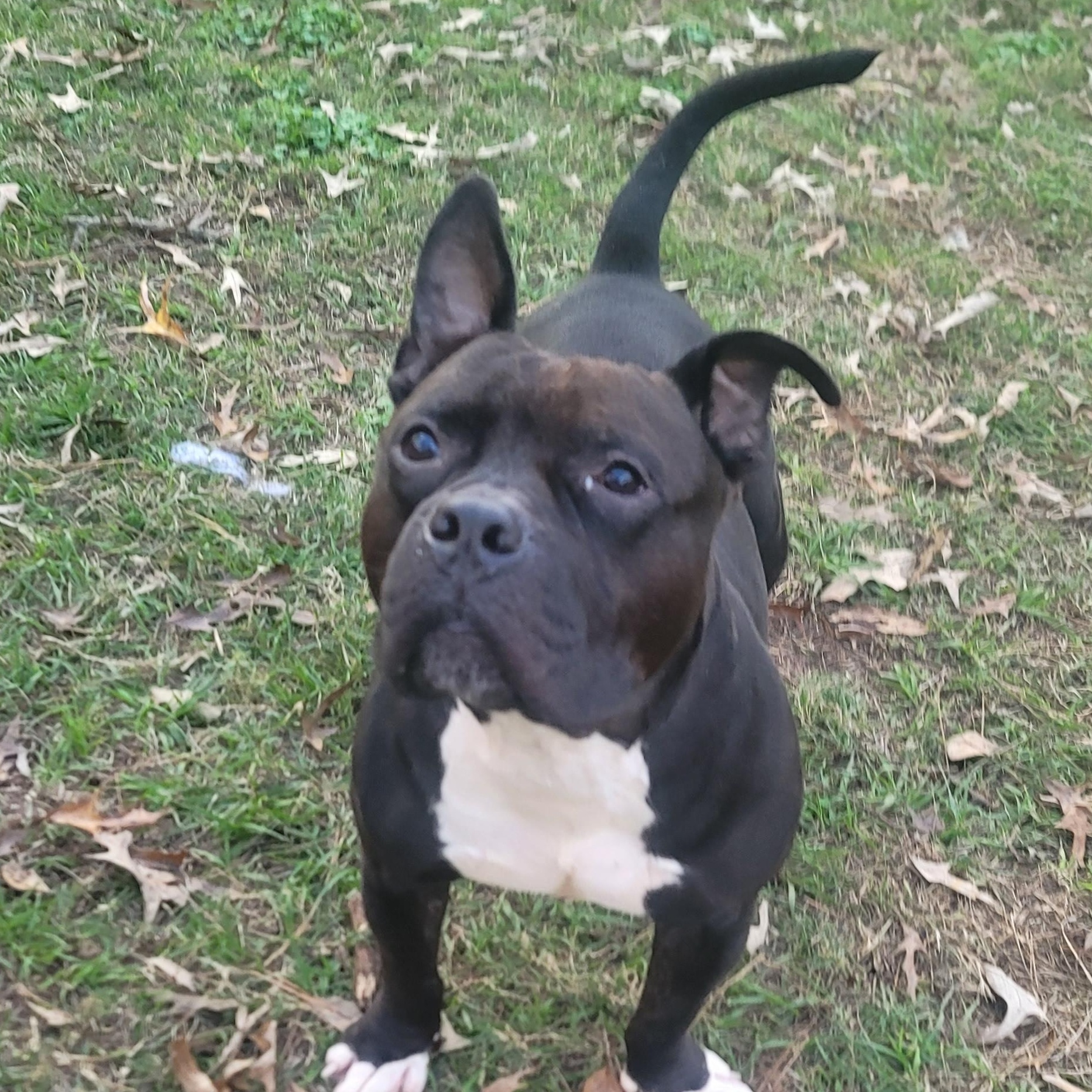 Enlarge Cabezon, a Adoptable American Bully in HARRISBURG , PA image 7/7