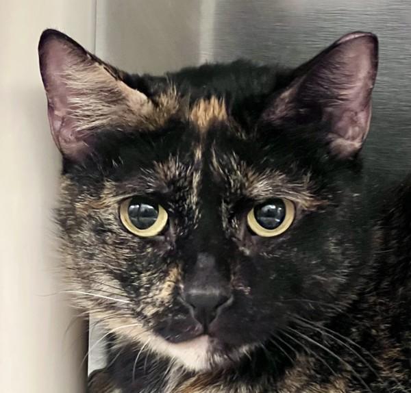 Enlarge Patricia, a Adoptable mixed breed in Walnut Creek, CA image 1/1