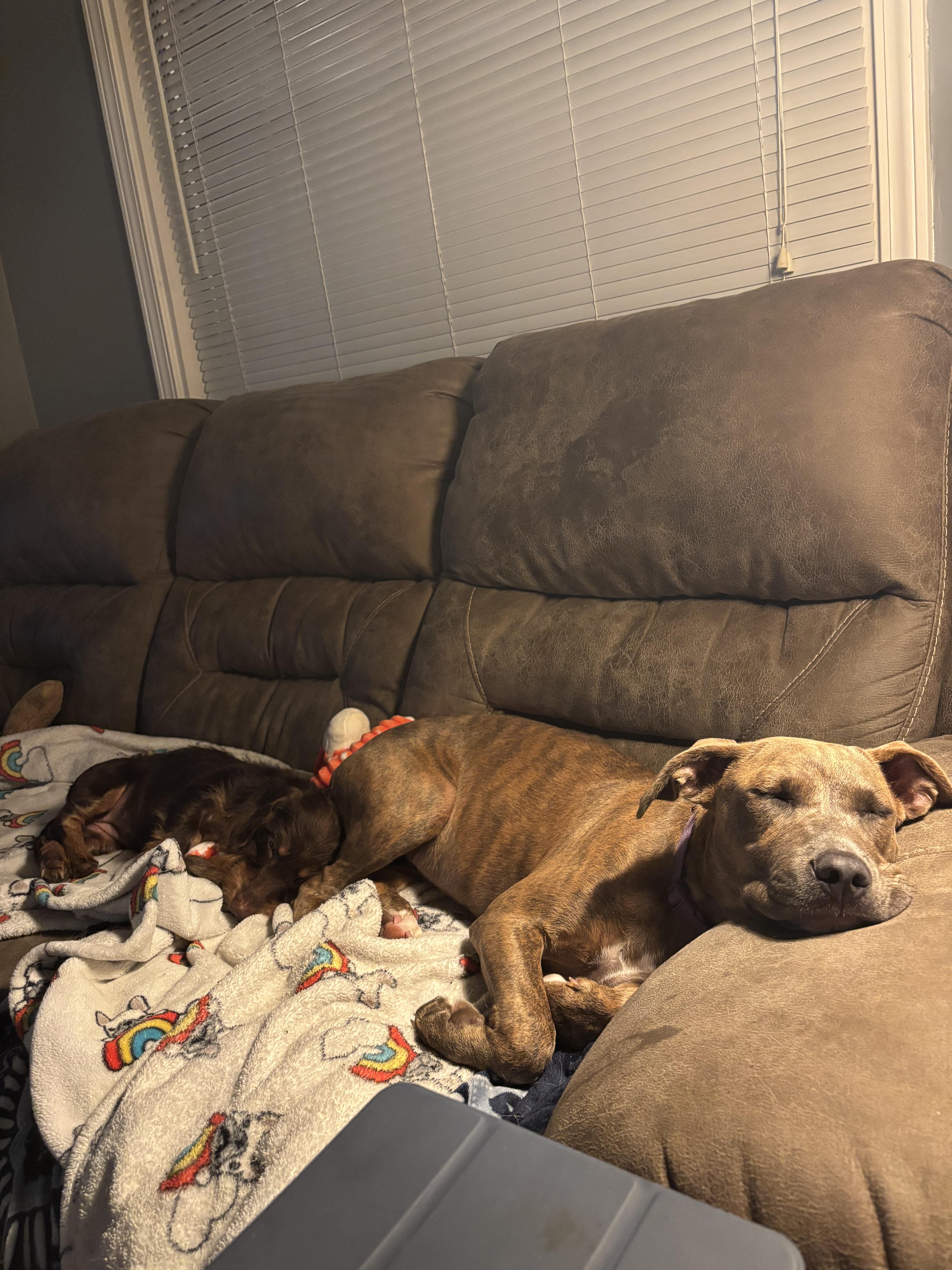 Bella, a Adoptable Pit Bull Terrier in grant, AL image 3/3