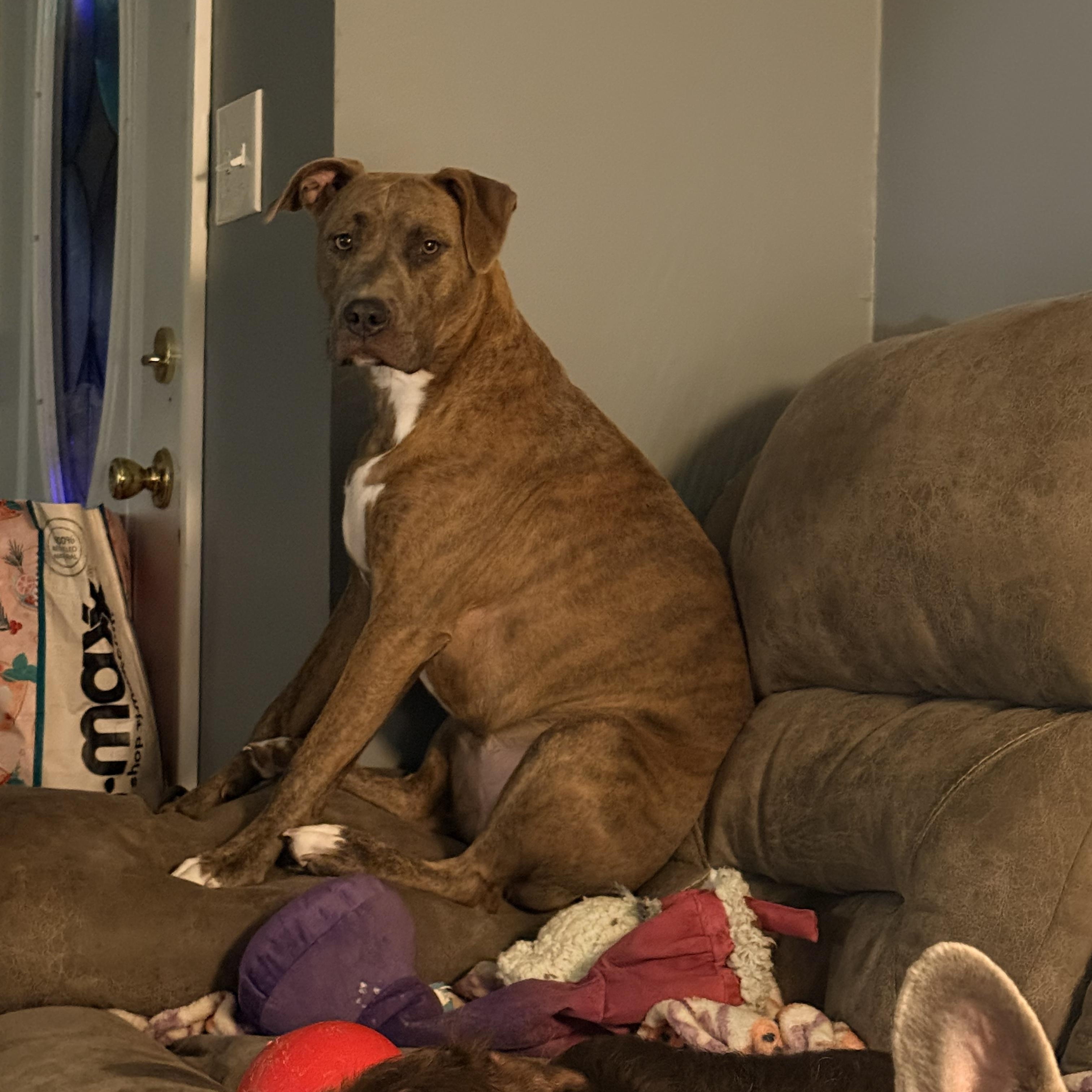 Enlarge Bella, an adopted Pit Bull Terrier in grant, AL image 2/4