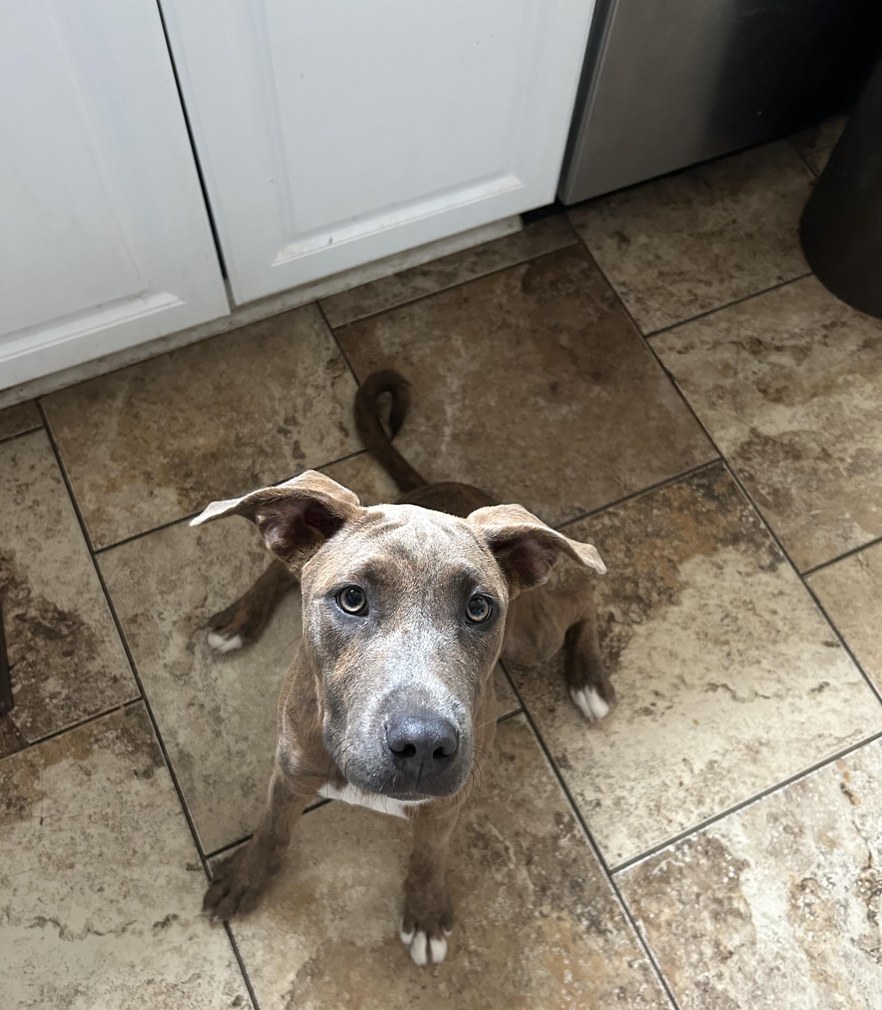 Bella, a Adoptable Pit Bull Terrier in grant, AL image 1/3