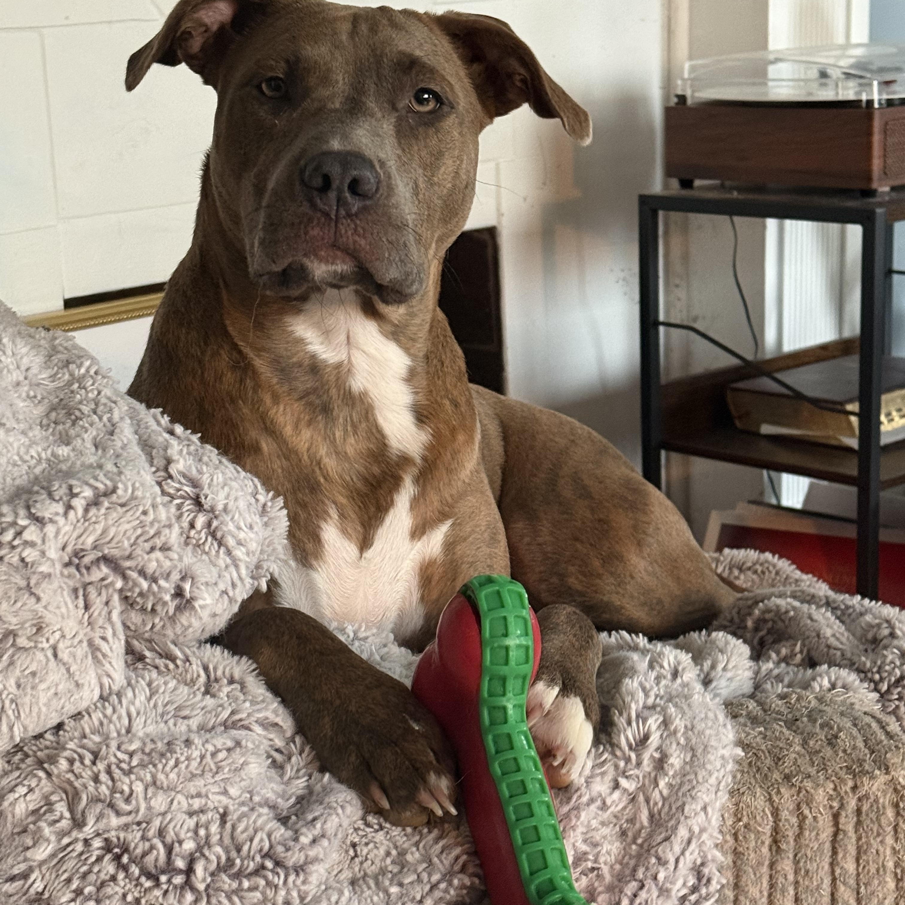 Enlarge Bella, an adopted Pit Bull Terrier in grant, AL image 1/4