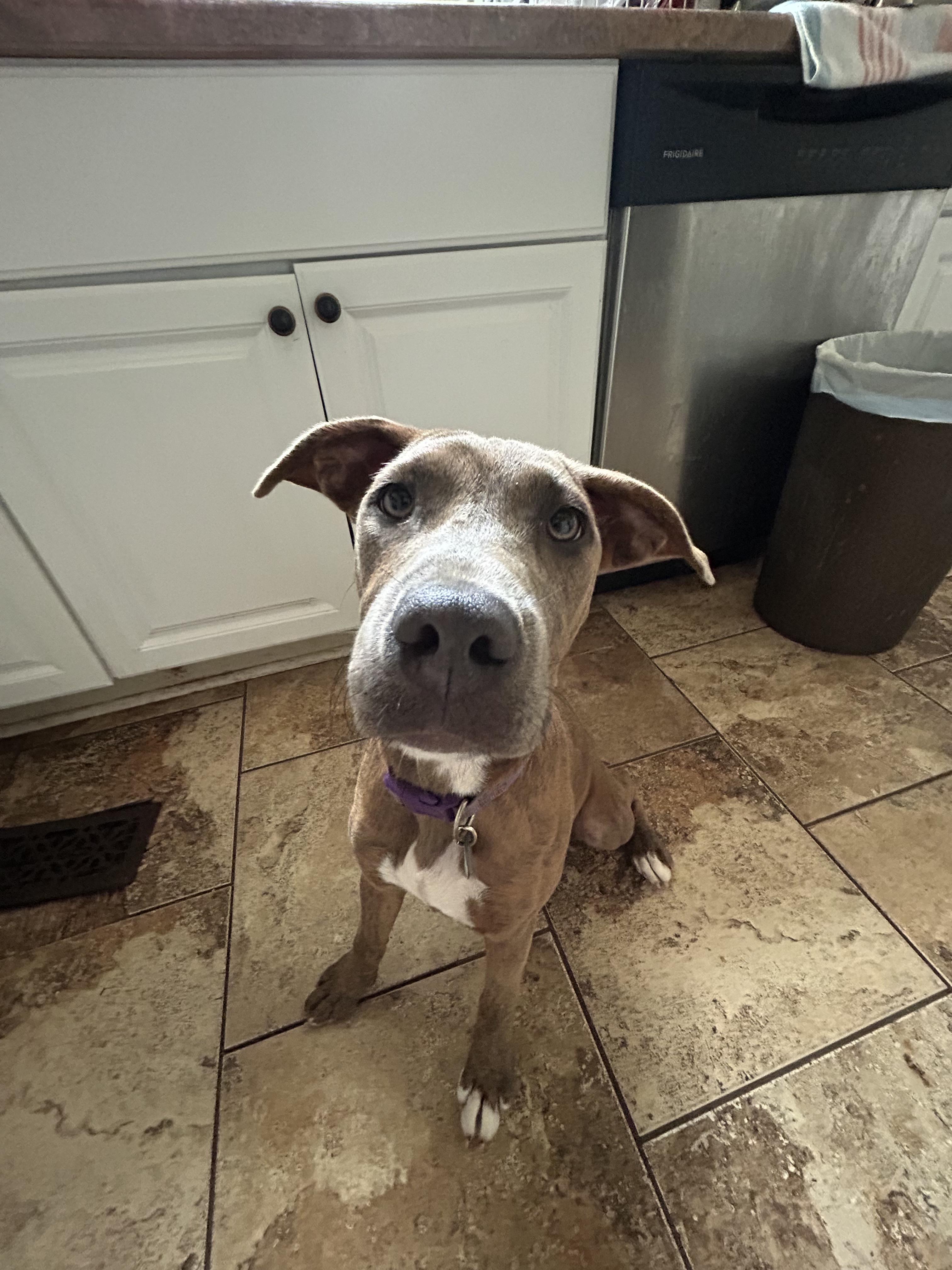 Bella, a Adoptable Pit Bull Terrier in grant, AL image 2/3