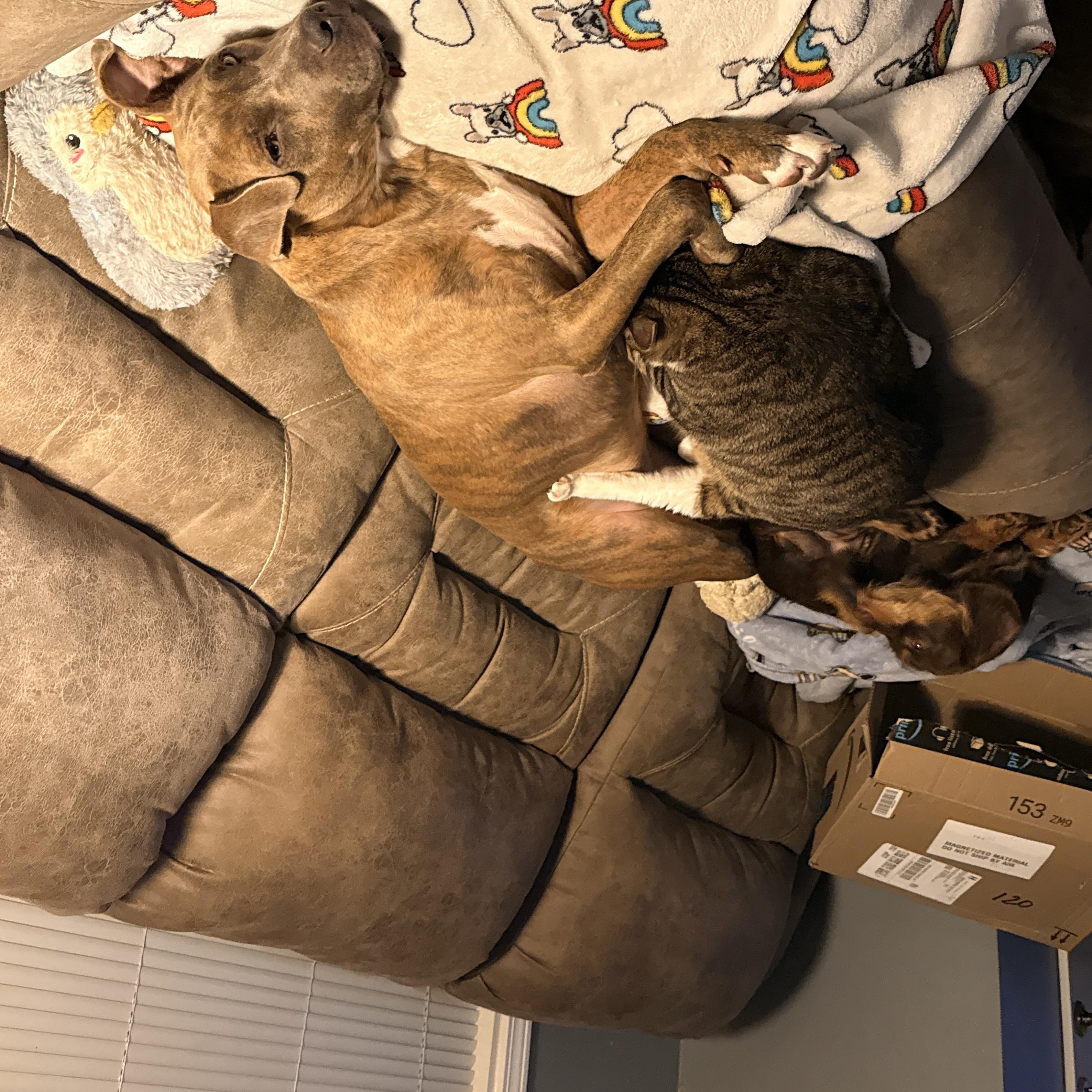 Enlarge Bella, an adopted Pit Bull Terrier in grant, AL image 4/4