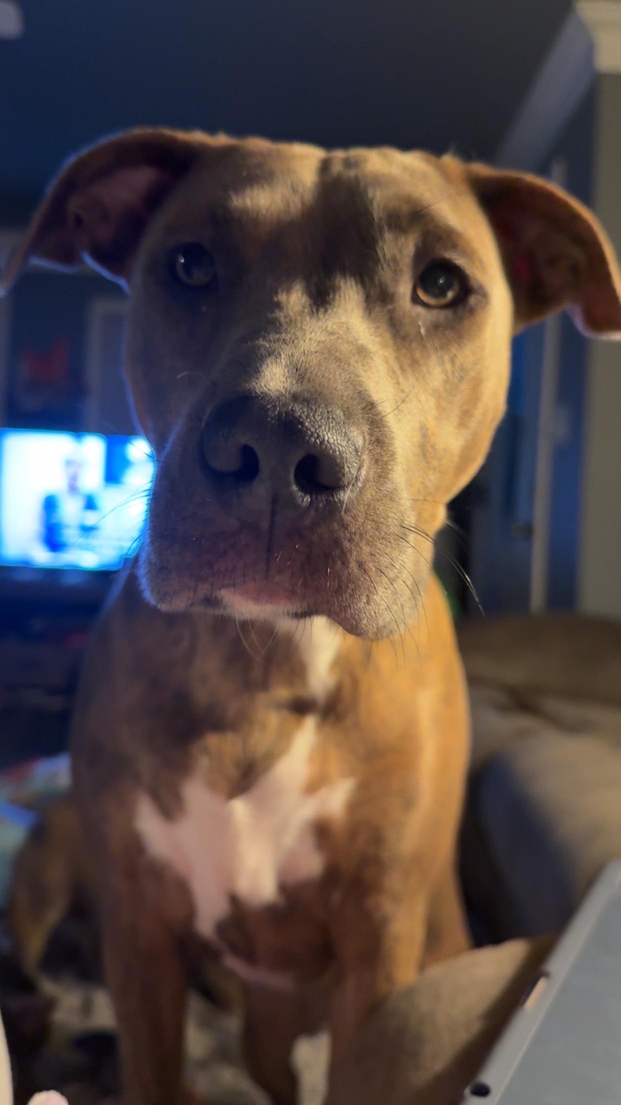 Enlarge Bella, an adopted Pit Bull Terrier in grant, AL image 3/4