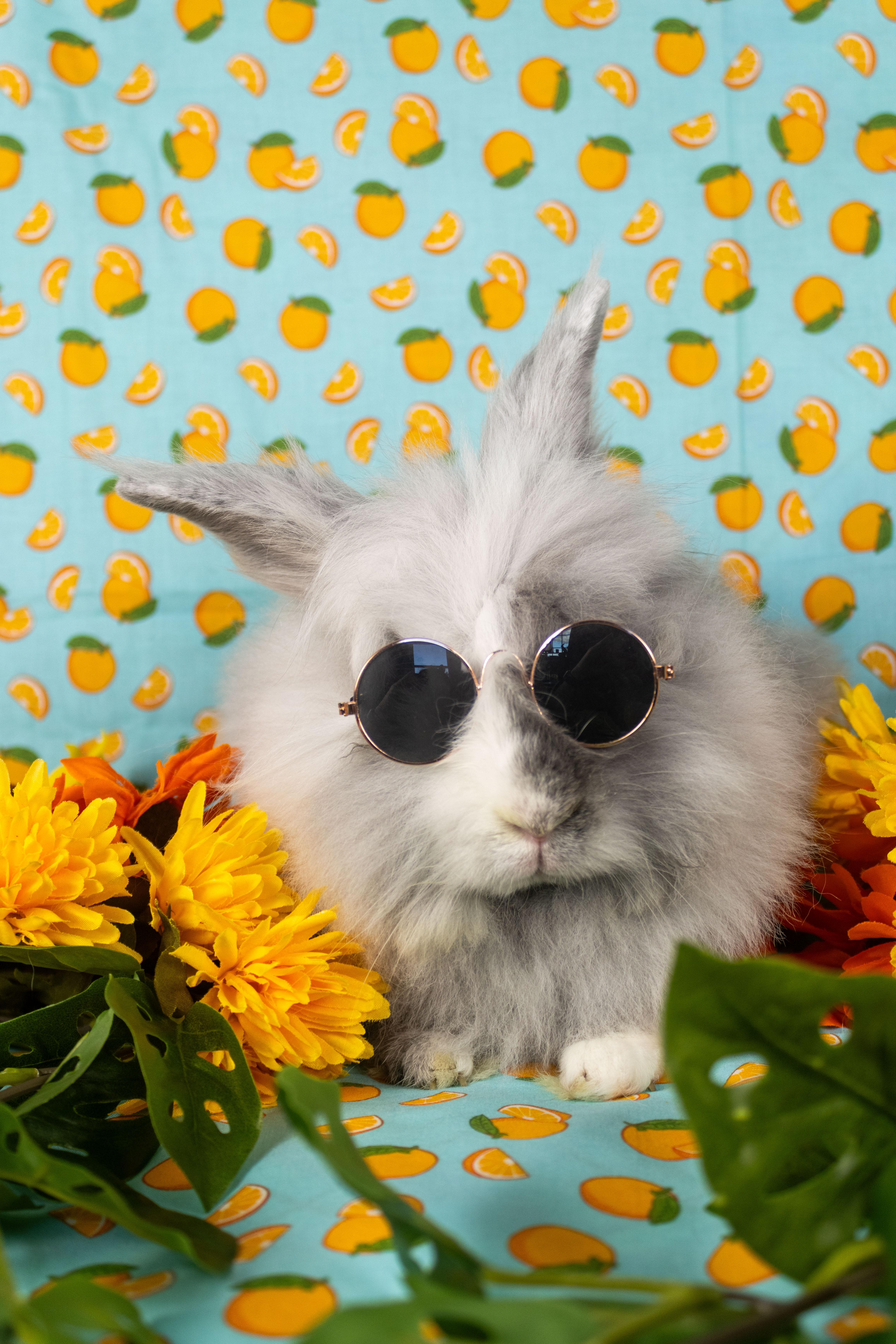 Ferb, Adopted, Young Male Lionhead.