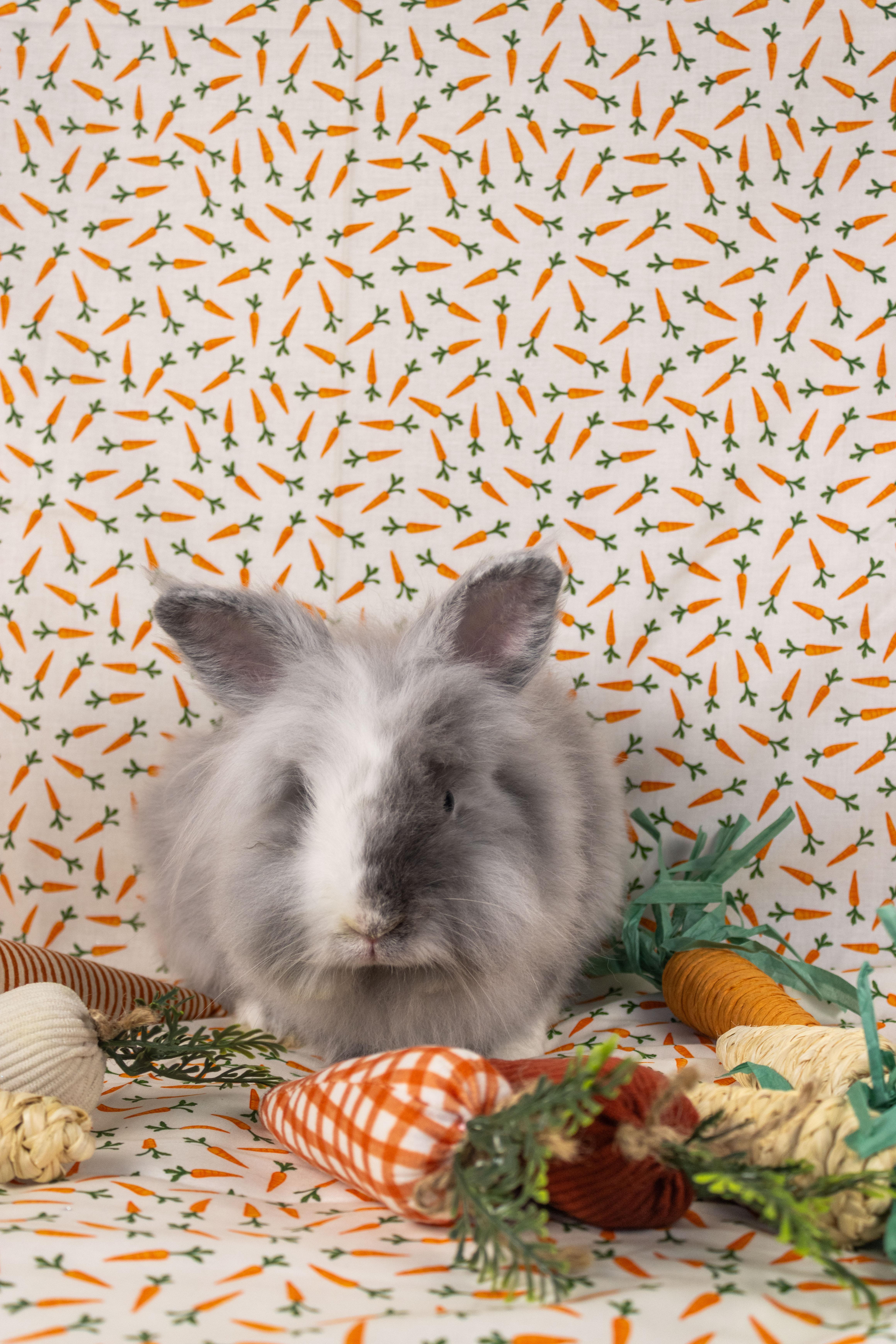 Enlarge Ferb, a Adopted Lionhead in Ellington, CT image 2/6