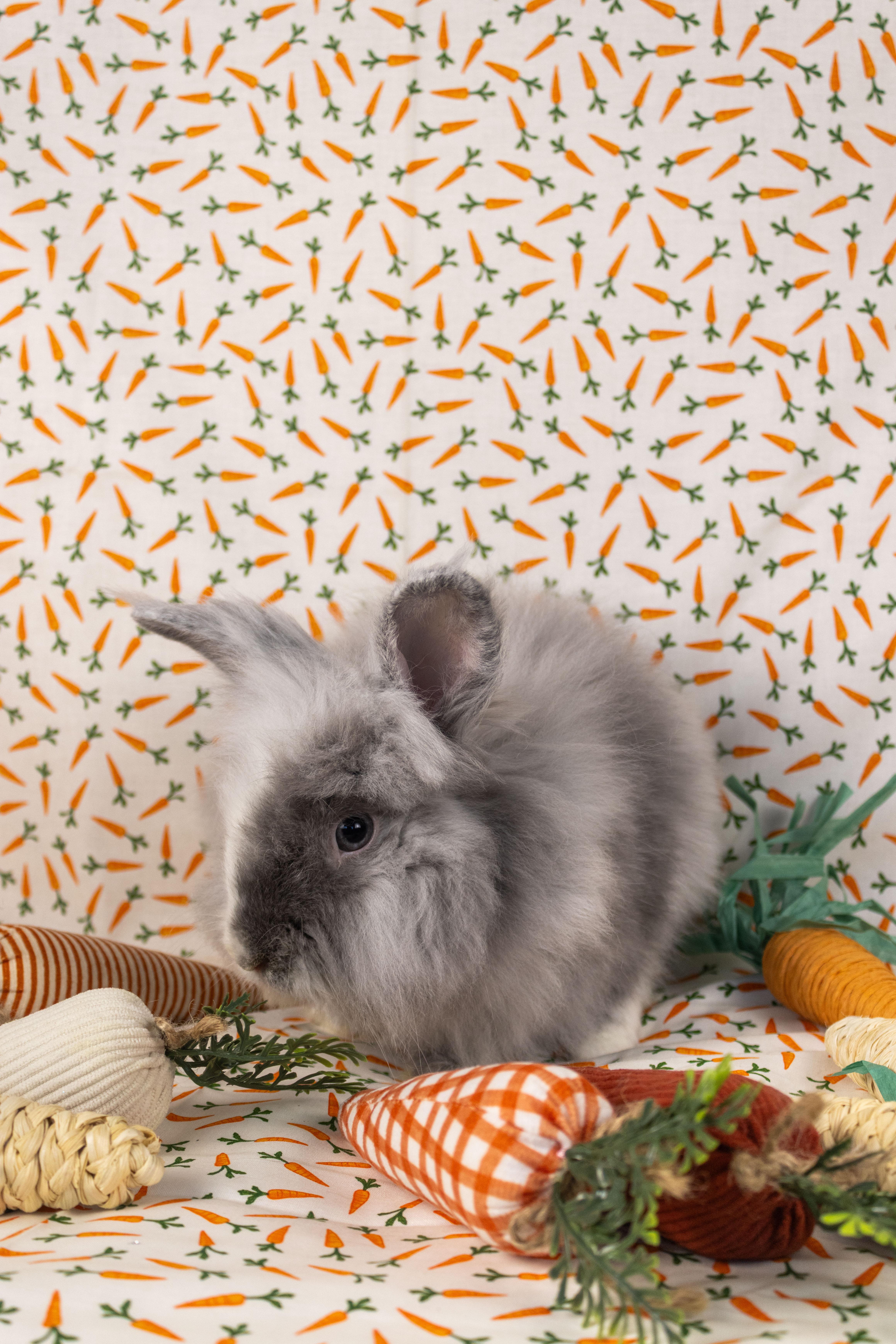 Ferb, Adopted, Young Male Lionhead.