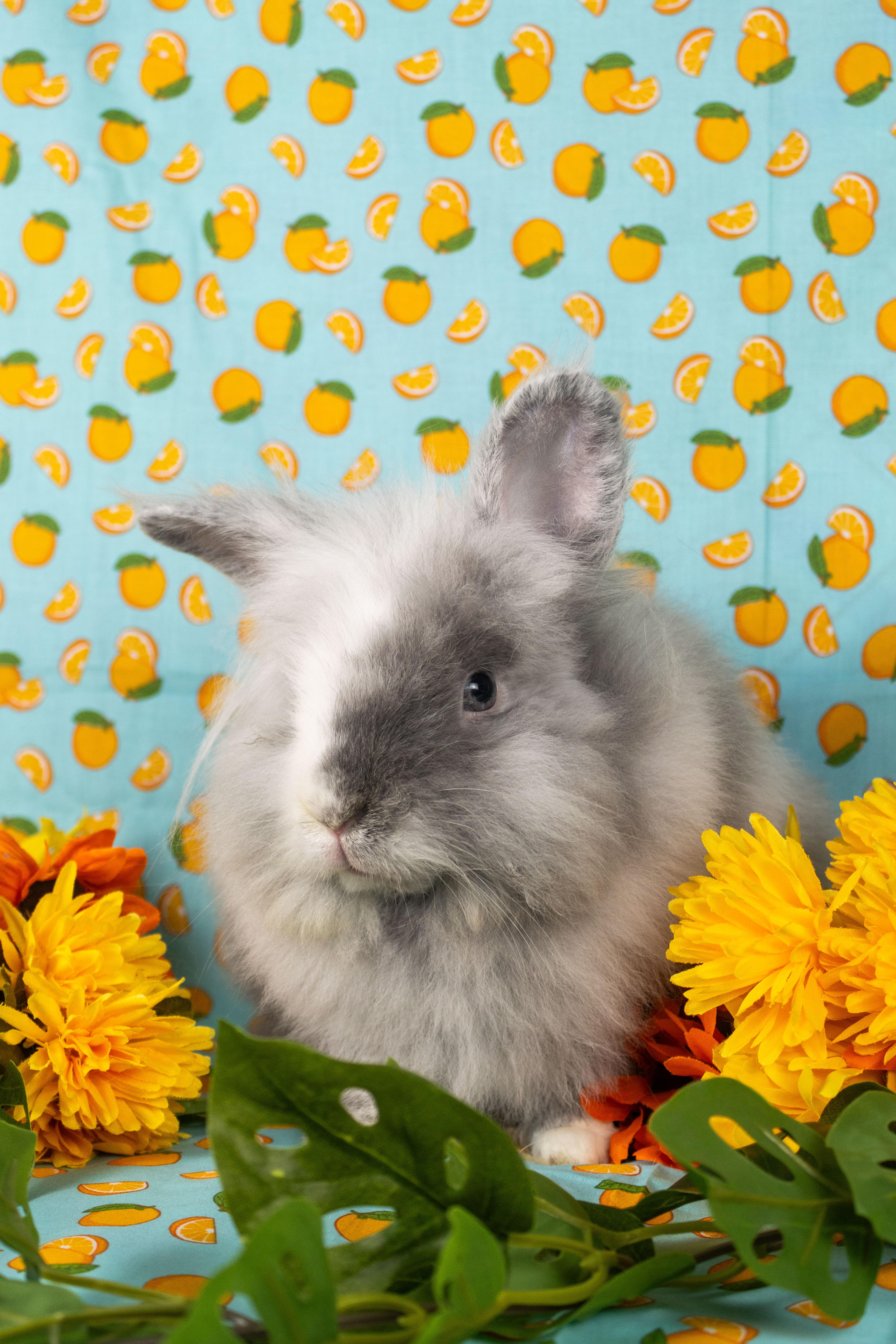Enlarge Ferb, a Adopted Lionhead in Ellington, CT image 5/6