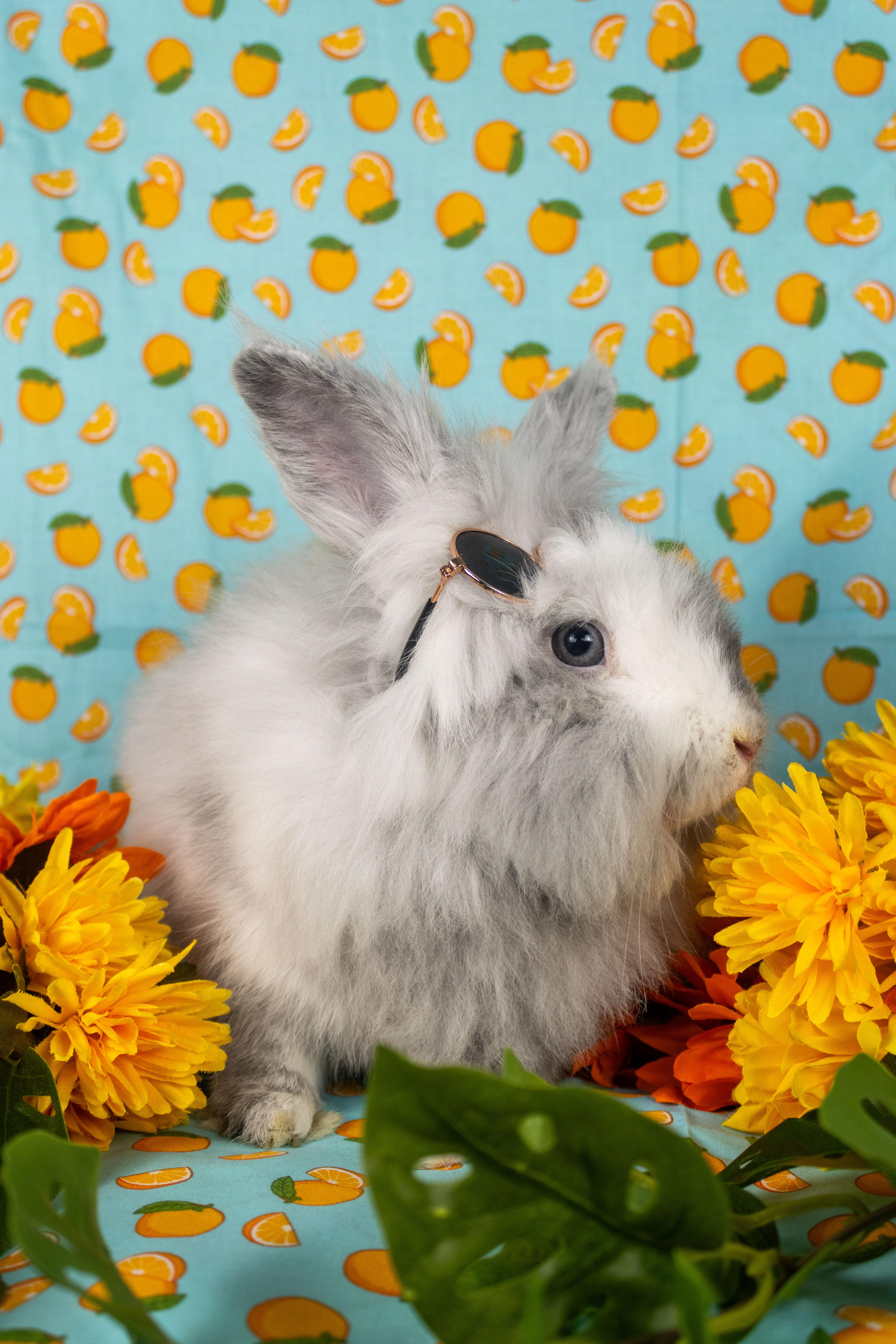 Enlarge Ferb, a Adopted Lionhead in Ellington, CT image 6/6