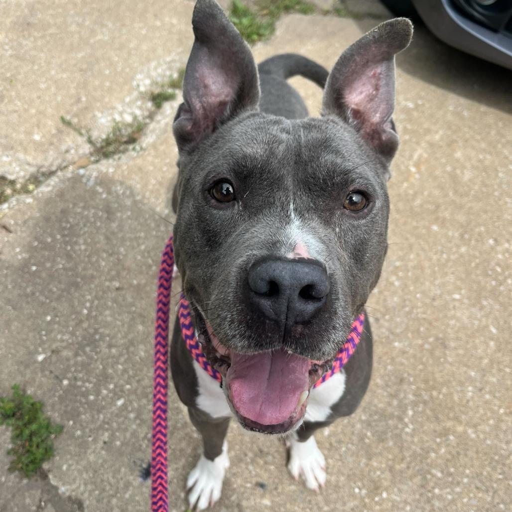 Enlarge Cranjis McBasketball, a Adoptable Mixed Breed in Davenport, IA image 1/6