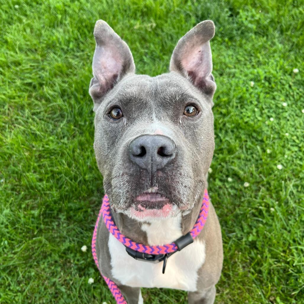 Enlarge Cranjis McBasketball, a Adoptable Mixed Breed in Davenport, IA image 2/6