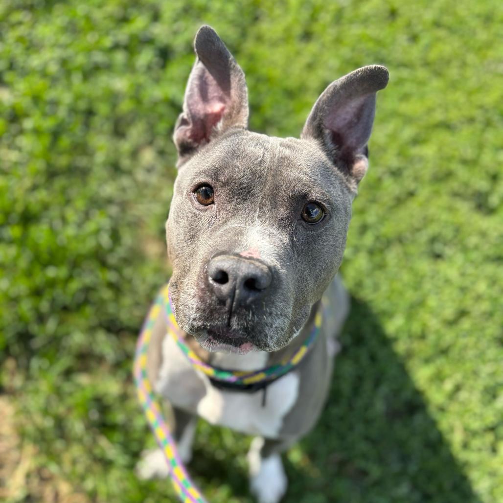 Enlarge Cranjis McBasketball, a Adoptable Mixed Breed in Davenport, IA image 3/6