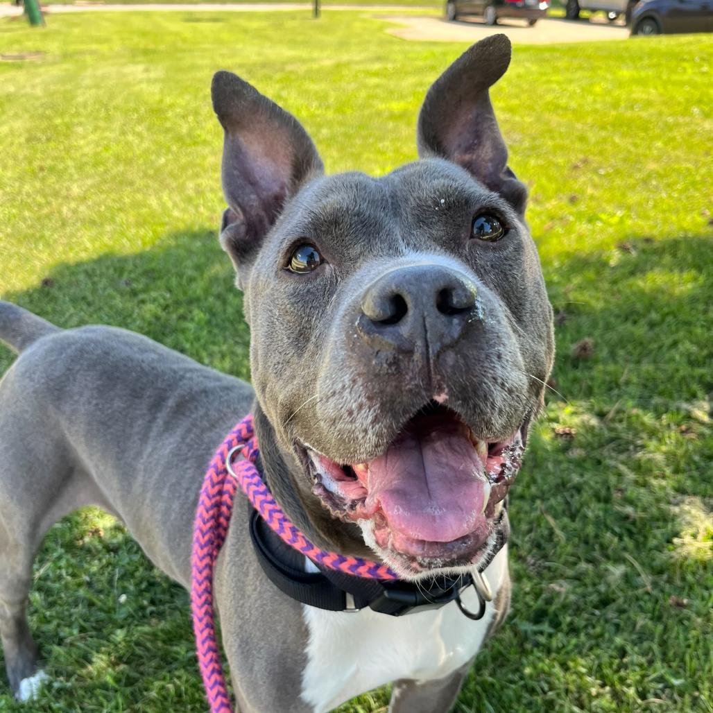 Enlarge Cranjis McBasketball, a Adoptable Mixed Breed in Davenport, IA image 5/6