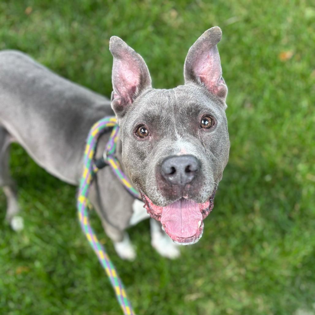 Enlarge Cranjis McBasketball, a Adoptable Mixed Breed in Davenport, IA image 6/6