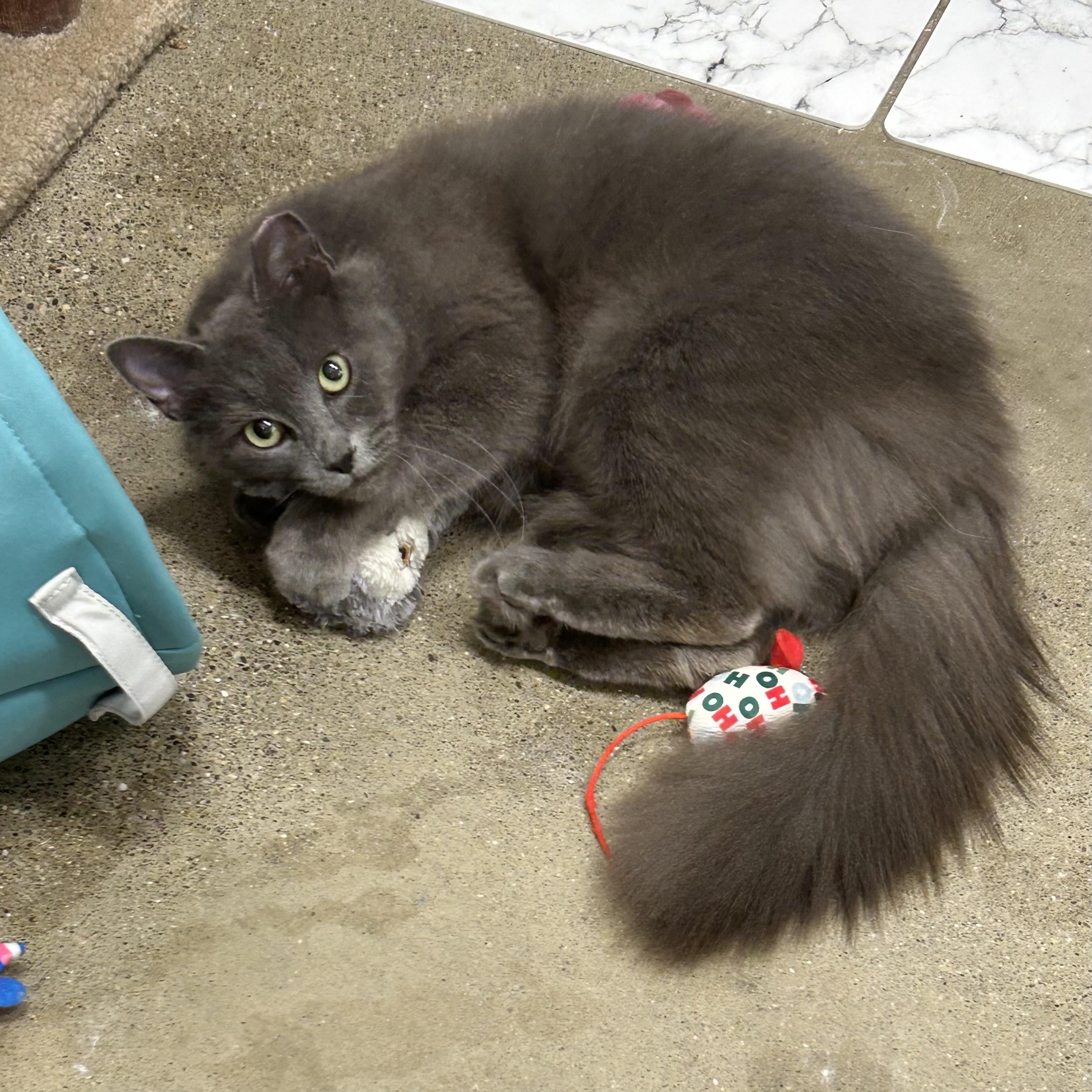 Enlarge Peaches , a ADOPTABLE Domestic Medium Hair in Columbus , OH image 1/2