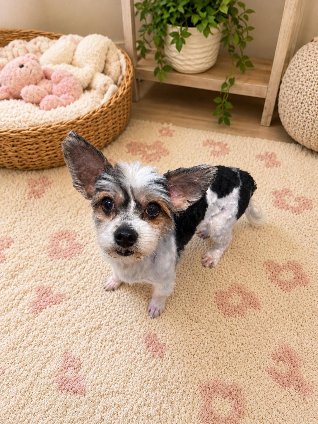 Q Bert, a ADOPTABLE Yorkshire Terrier in Delmar, NY image 3/3