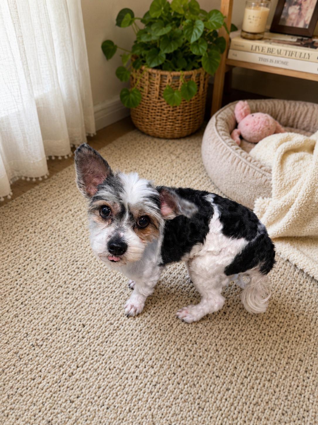 Q Bert, a ADOPTABLE Yorkshire Terrier in Delmar, NY image 2/3