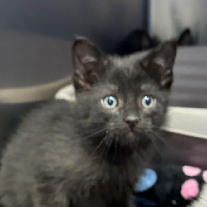 Enlarge Verb, a Adoptable Domestic Medium Hair in Coos Bay, OR image 1/1