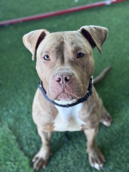 Bentley — thumbnail 2