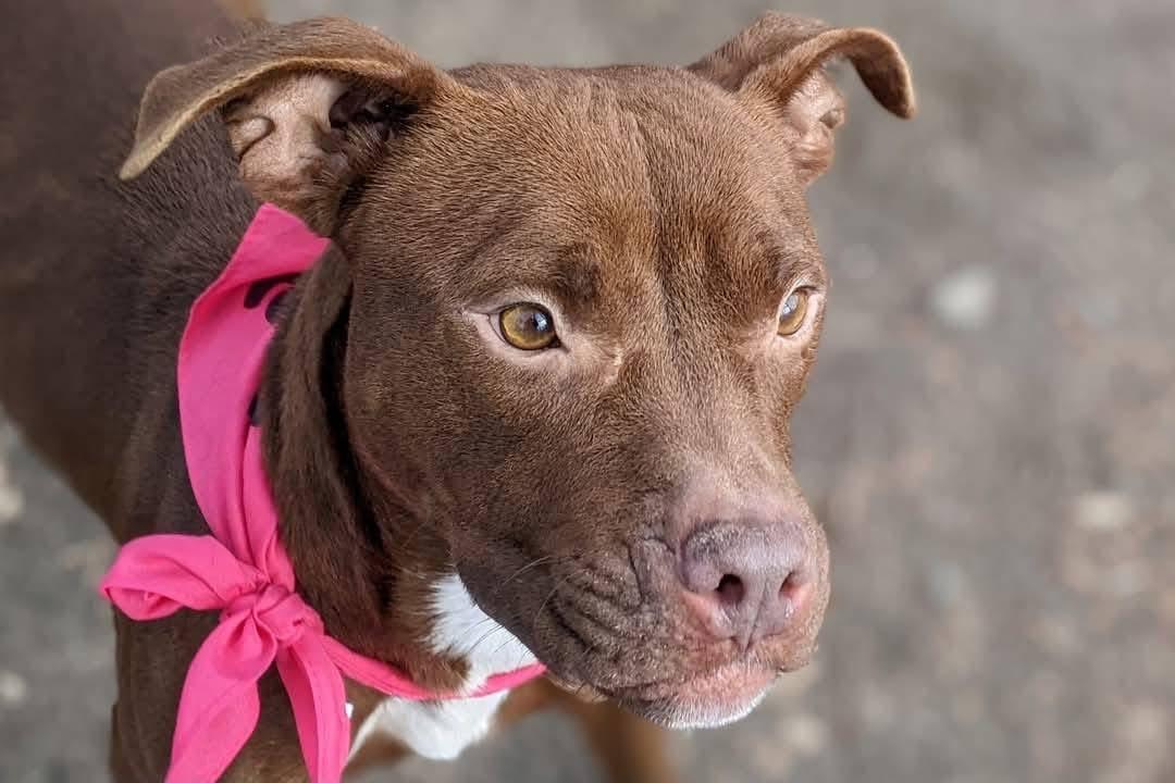 Kahla, Adoptable, Adult Female Pit Bull Terrier & Mixed Breed.