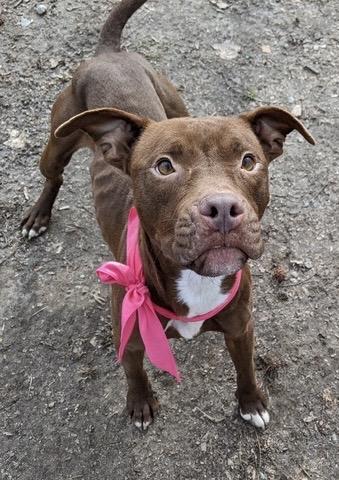 Kahla, a Adoptable mixed breed in Heathsville, VA image 2/4