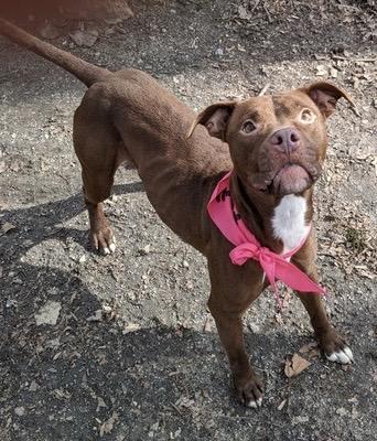 Kahla, Adoptable, Adult Female Pit Bull Terrier & Mixed Breed.
