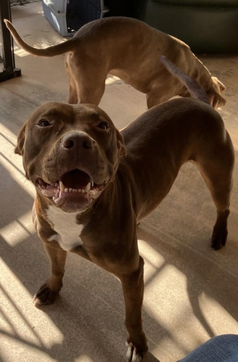 Kahla, a Adoptable mixed breed in Heathsville, VA image 4/4