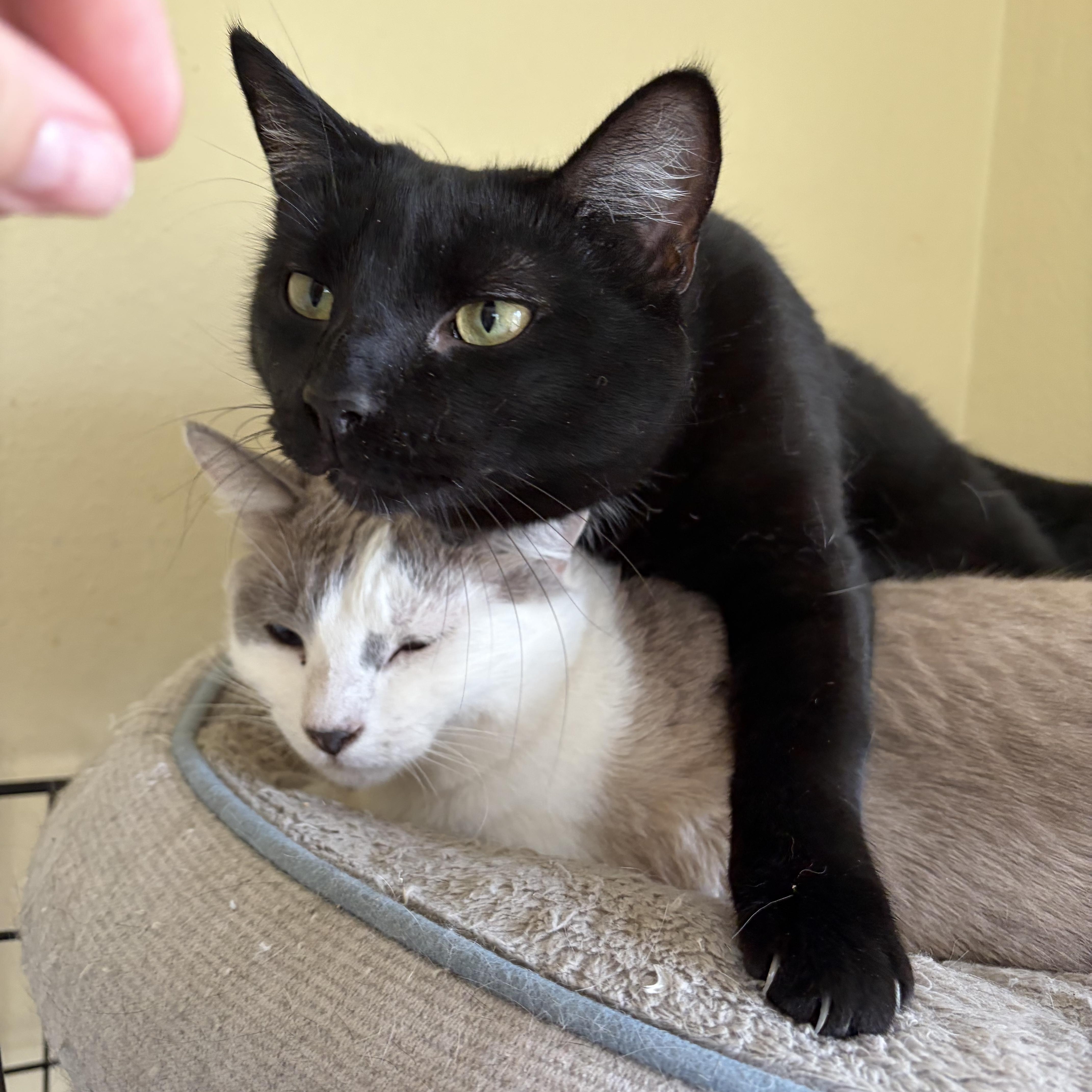 Enlarge Snow, a ADOPTABLE mixed breed in Hammond, LA image 2/2