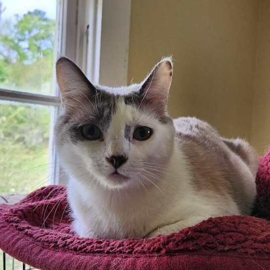 Snow, ADOPTABLE, Adult Male Snowshoe.