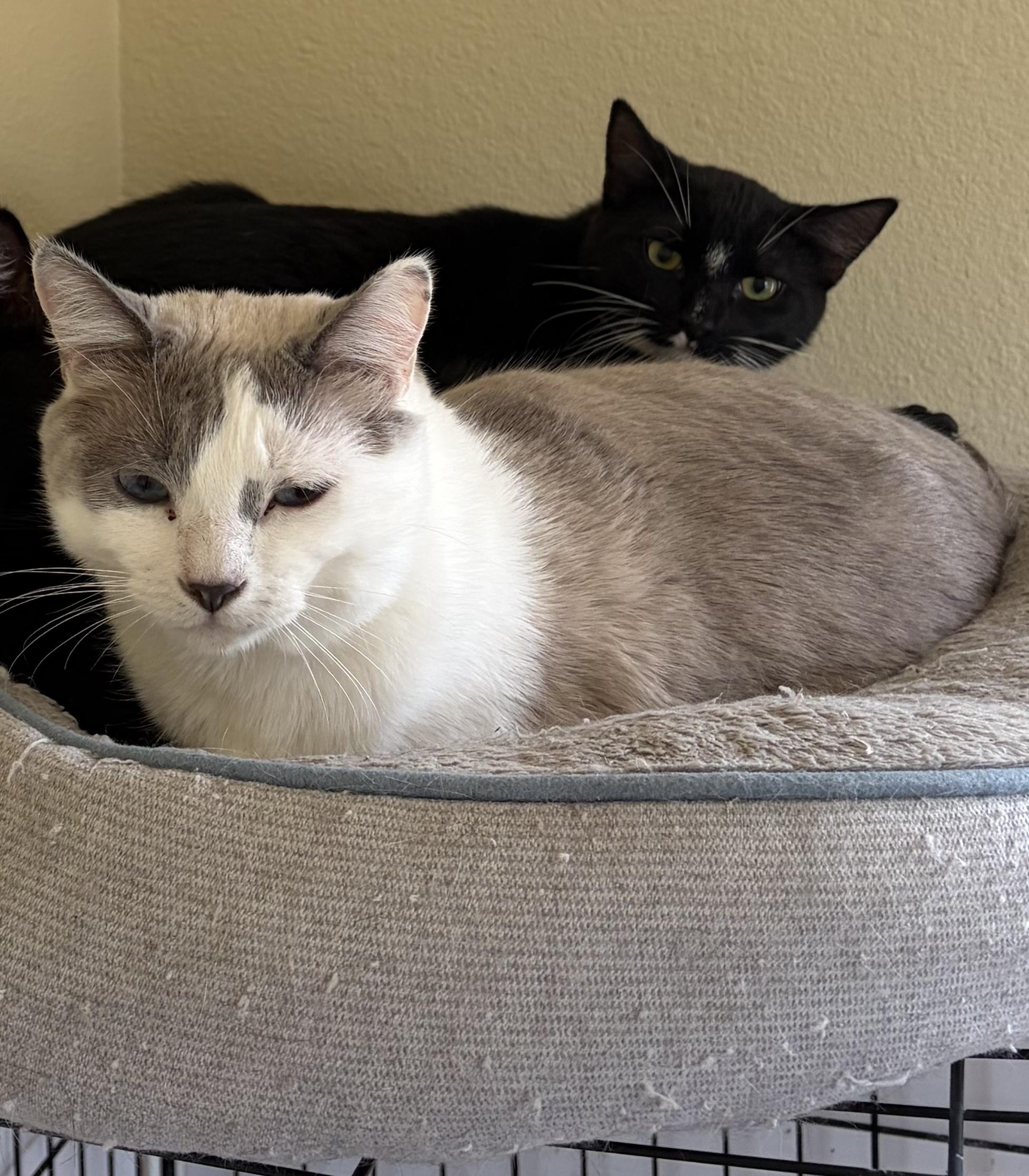 Snow, ADOPTABLE, Adult Male Snowshoe.